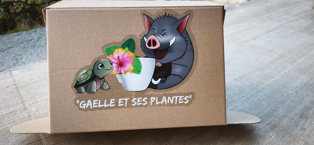 Box découverte
