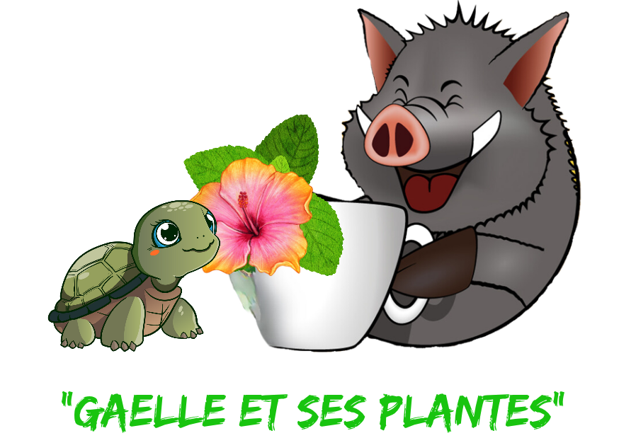 Gaëlle et ses Plantes