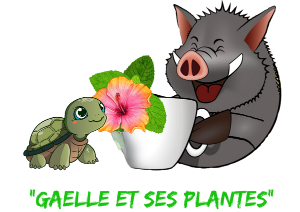 Gaëlle et ses Plantes