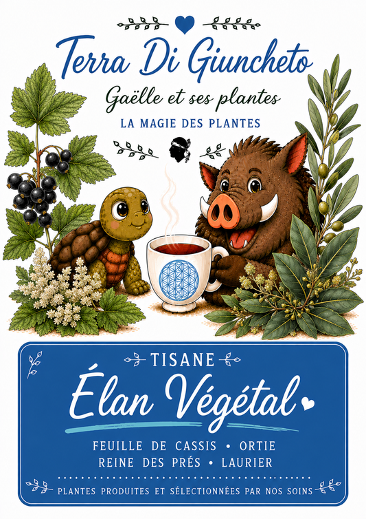 Tisane "Elan Végétal"